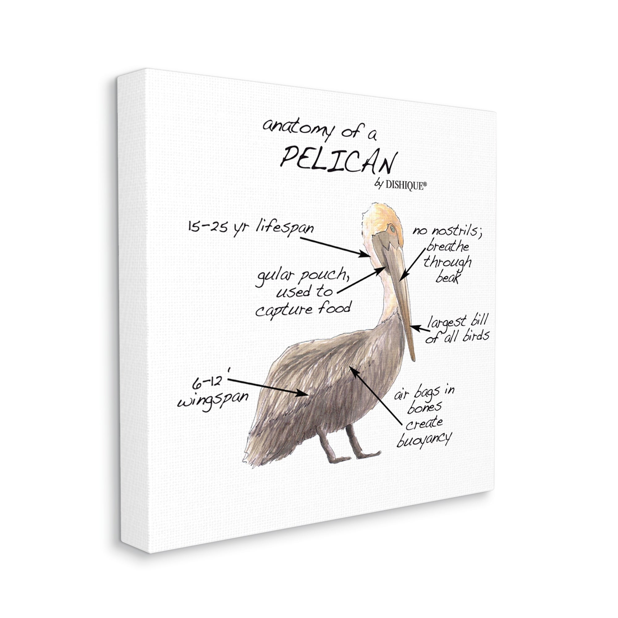Stupell Industries Pelican Sea Bird Animal Educational Anatomy Diagram Graphic Art Gallery Wrapped Canvas Print Wall Art, Design by Dishique