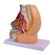 thumbnail image 4 of Modelo de anatomía reproductiva de la pelvis: investigación realista, educación científica detallada Masculino, 4 of 9