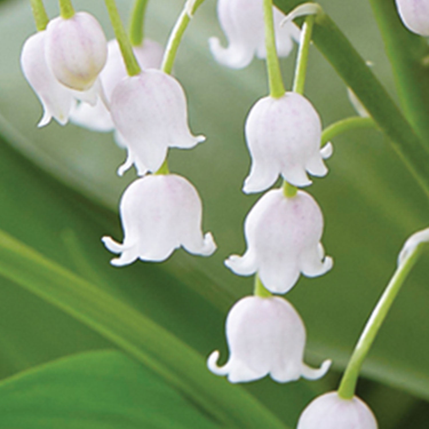 Expert Gardener Lily of the Valley White (Set of 5 Dormant Bare