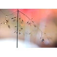 thumbnail image 2 of Westum, Heidi 14x11 White Modern Wood Framed Museum Art Print Titled - Morning Glow, 2 of 4