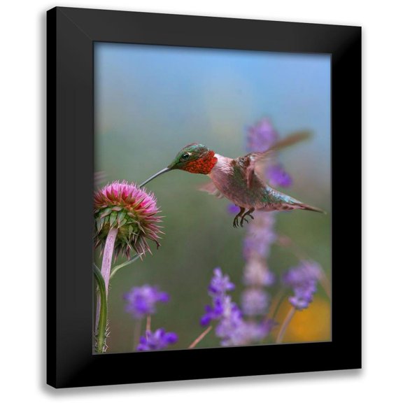 Fitzharris, Tim 11x14 Black Modern Framed Museum Art Print Titled - Ruby Throated Hummingbirds