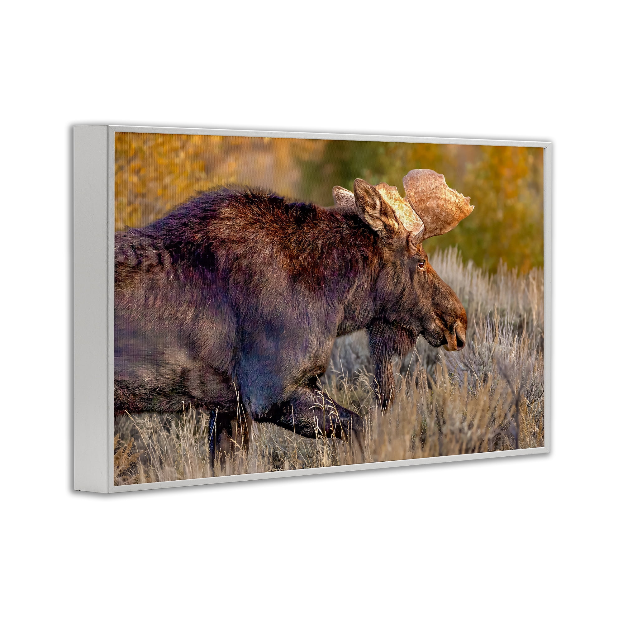 Stupell Industries Bull Moose At Dusk White Framed Giclee Art, design by Shelley Carlisle