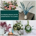 thumbnail image 3 of GoXteam 20pcs Blue Dried Eucalyptus Stems, Natural Eucalyptus Branches for Shower Hanging, 17" Preserved Plants Steam Shower for Women and Men, Relaxation Set, Mother's Day, 3 of 7