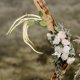 thumbnail image 4 of VERDANVERSE Rama Artificial De Flores Colgantes Para De Bodas Y Ambientación Del Hogar, 4 of 7