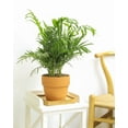 thumbnail image 4 of Neanthe Bella Palm - 4 inch + Minimalist Pot, 4 of 10