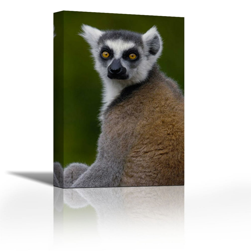 Ring-tailed Lemur portrait in the Andringitra Mountains, Madagascar ...