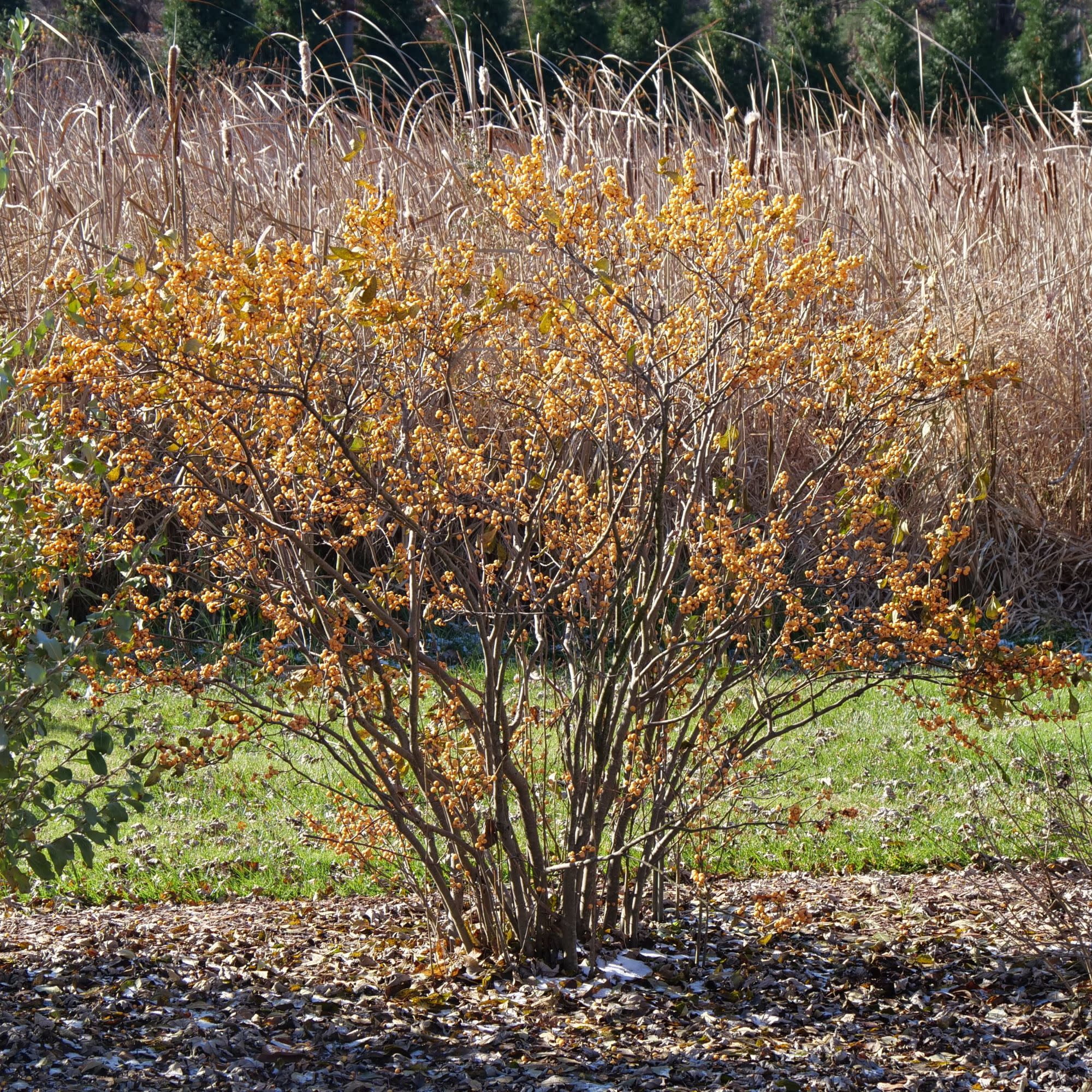 Proven Winners ColorChoice 5" Berry Heavy Gold Winterberry holly Live Plant in 4.5" Pot (4 Count)