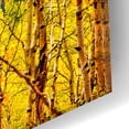 thumbnail image 3 of Epic Art 'Aspen Autumn' by Mark A Paulda, Acrylic Glass Wall Art, 16"x12", 3 of 8