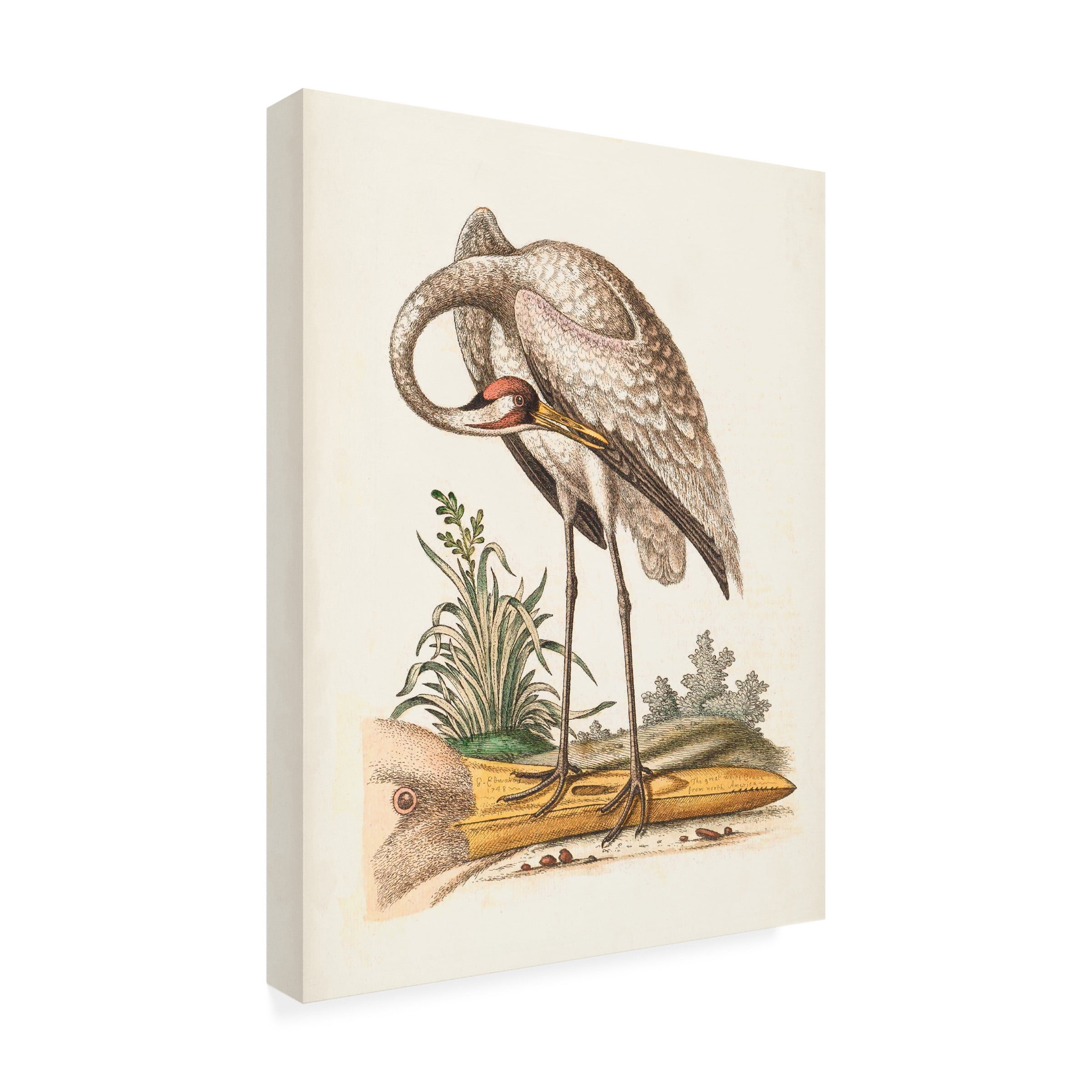 George Edwards 'Antique Heron and Cranes IV' Canvas Art