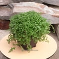 thumbnail image 4 of Baby Tears, Green, Soleirolia soleirolii - Pot Size: 3in (2.6x3.5in) - House Plants, 4 of 6