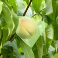 thumbnail image 3 of TSV 50pcs Fruit Protection Bags, 12 x 8" Plant Netting Covers with Drawstring for Garden, 3 of 7