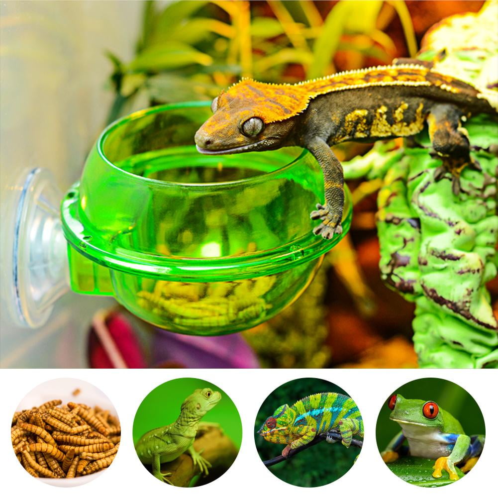 New Reptile Feeder Water Food Glass Bowl Cup Lizard Turtle Cricket Basin Feeding 