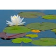 thumbnail image 2 of Jaynes Gallery 18x13 Black Ornate Wood Framed with Double Matting Museum Art Print Titled - Canada-Ontario-Killarney Provincial Park American white water lily flower and pads, 2 of 4