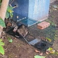 thumbnail image 4 of HOMESTEAD 32 Inch Live Animal Trap - Specialized for Raccoons, Opossums, Groundhogs, Skunks, Feral Cats, Squirrels - Humane Way Catch & Release Animal Trap, 4 of 9