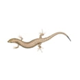 thumbnail image 2 of Skink Lizard White Wall Decal by Wallmonkeys Peel and Stick Graphic (36 in W x 14 in H) WM156136, 2 of 4