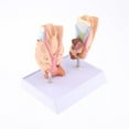 thumbnail image 3 of Magnified Human Anomy Model, Organ Dissection Model for Anomical Study, 89 x 909 inches, 3 of 8