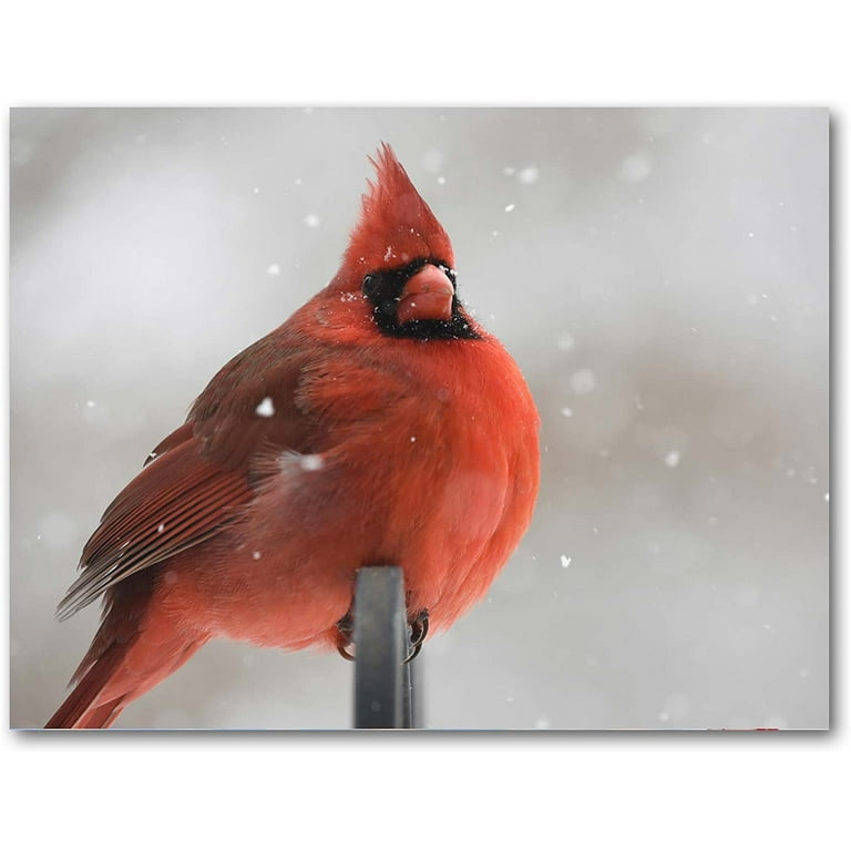 Cardinal Greeting Cards - Bird Note Cards - Blank on The Inside - Includes 12 Cards and Envelopes - 4 Unique Designs - 5.5 x 4.25