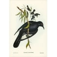 thumbnail image 2 of Gould, John 11x14 White Modern Wood Framed Museum Art Print Titled - White-winged Chough-Corcorax leucopterus, 2 of 4