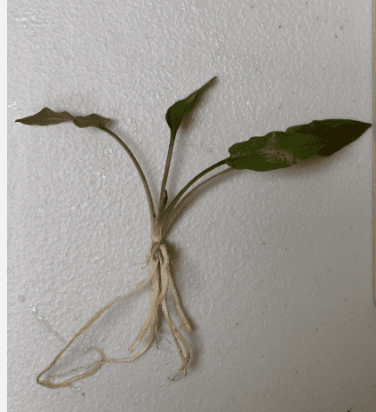 Cryptocoryne Wendtii Red Live Aquarium Plant – Easy Freshwater Fish Tank Plant