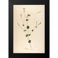 thumbnail image 2 of Telik, Tracey 13x18 Black Modern Framed Museum Art Print Titled - Vintage Botanical 178, 2 of 5