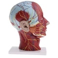 thumbnail image 2 of 1:1 Human Head & Neck Superficial Muscle Nerve, 2 of 6