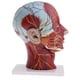 thumbnail image 1 of 1: 1 Cabeza Y Cuello Músculos Superficiales Nervios Medicina Anatómica s de Modelos s Sección Suministros de Aprendizaje perfke Estatua de cuello de cabeza humana, 1 of 5