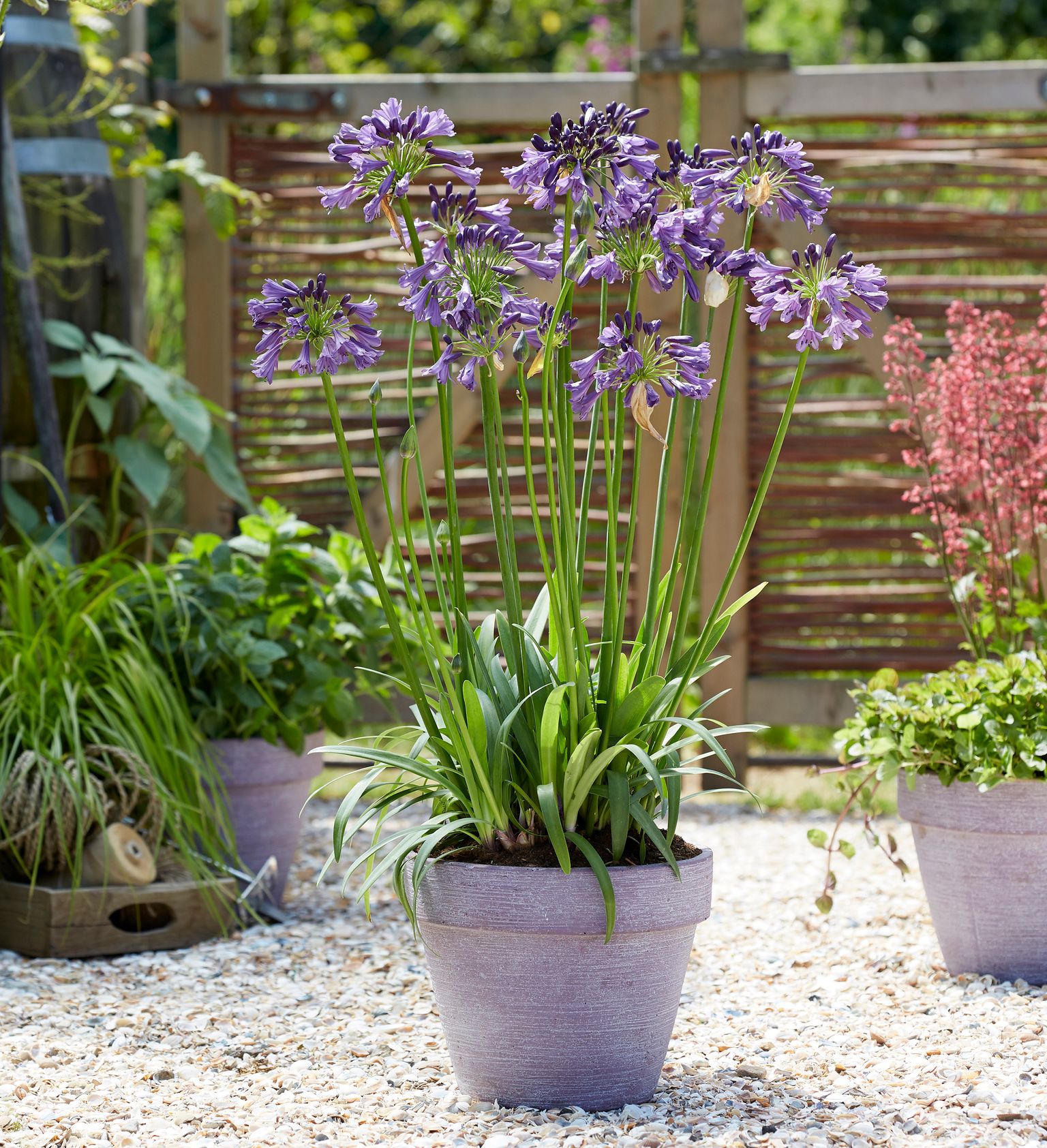 Southern Living Ever Amethyst Agapanthus 'Lily of the Nile' Live Shrub in 2.5-Quart Grower Pot