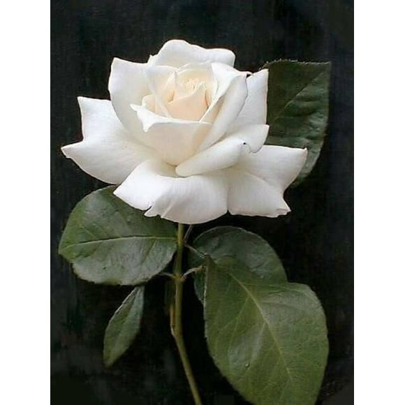 5 Graines de Fleurs Vivaces d'Arbuste Rosa ROSE Blanche