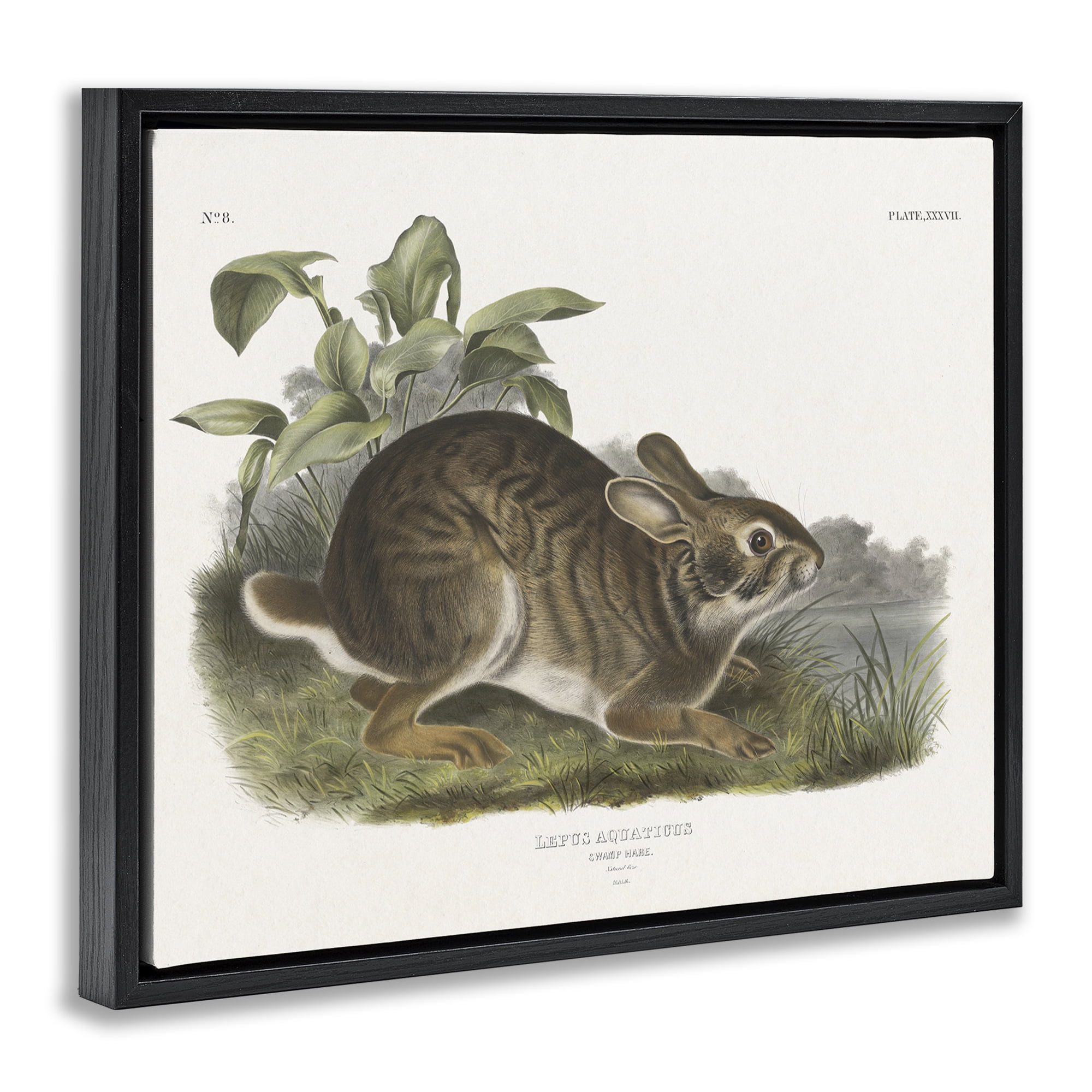 Stupell Industries Vintage Cottage Hare Animals & Insects Painting Black Floater Framed Canvas Art Print Wall Art, 31 x 25