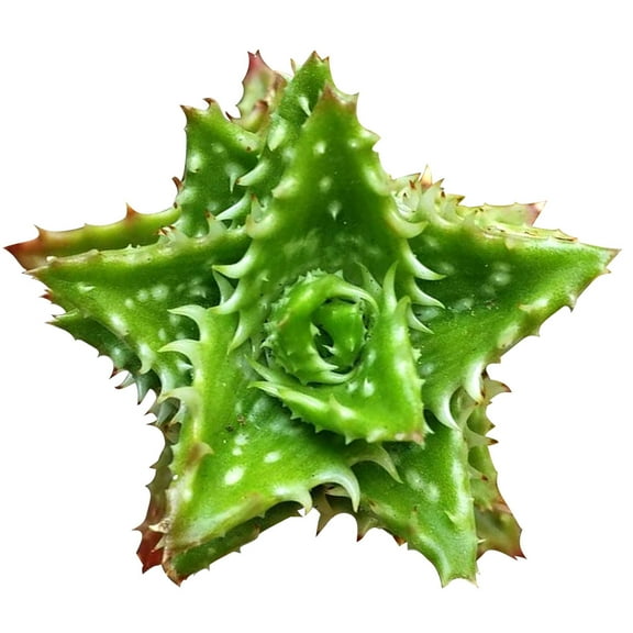 Tiger Tooth Aloe Juvenna (2"  Plastic Pot) - Best Unique Shaped Succulent - Live Healthy Easy to Care Succulent for Beginners