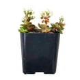 thumbnail image 2 of Calico Kitten Crassula (6"+ Clay Pot) - Live Easy to Care Succulent - Adorable Succulent Gift Idea - Healthy Succulent, 2 of 10