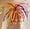 A, variant on Colorful Fireworks Balloons Set - Vibrant Magic Balloons for Birthday Parties and Classroom Decor