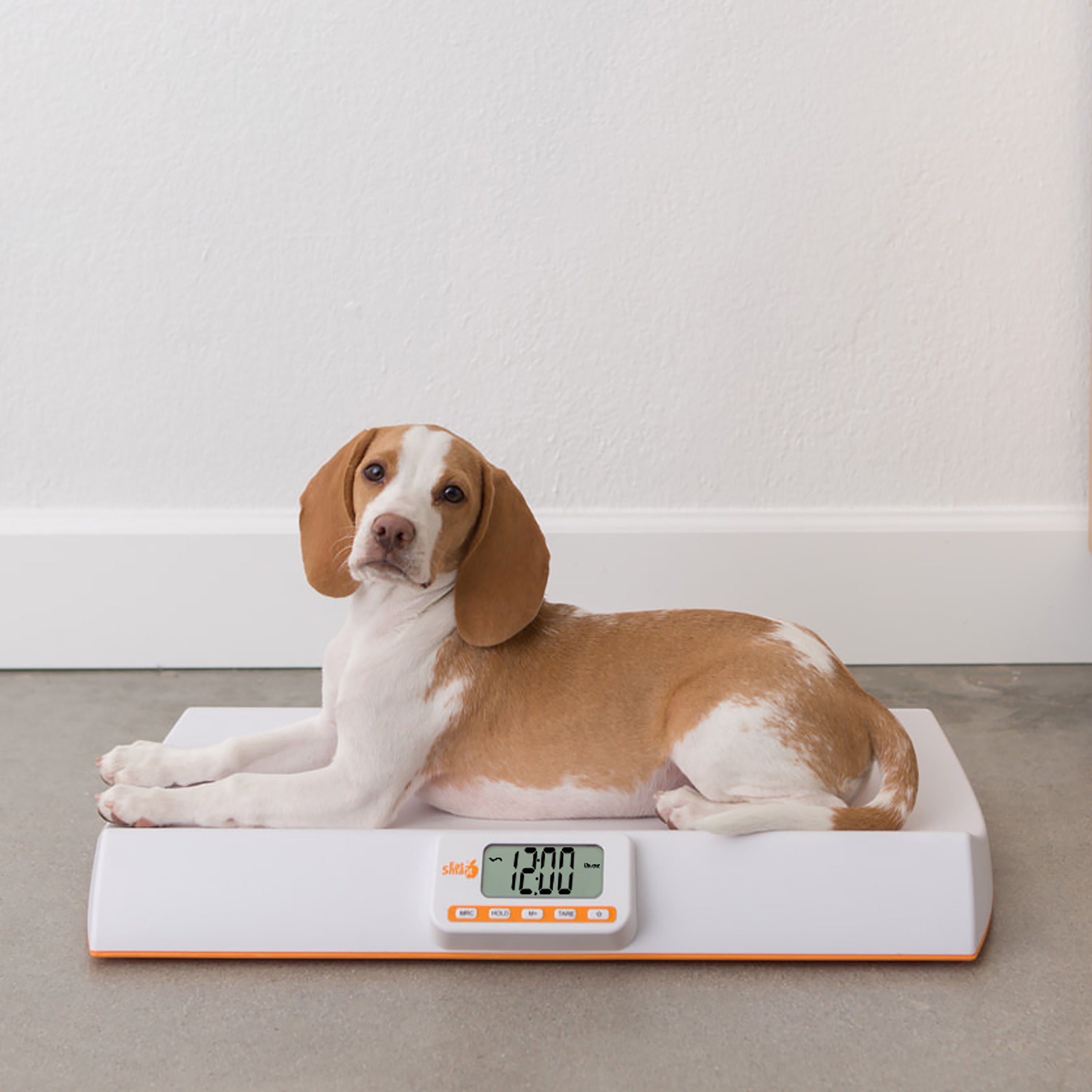 Buy Billion Pet Weight Scale Digital Pet Scale Electronic Pet Weight Scale  With Tray Small Precision Portable Small Dog / Cat / Rabbit, etc. Weighing  Nursing Care Obesity Countermeasures Puppy Kitten Health