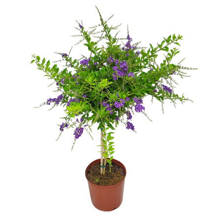 Tropical Plants of Florida 36" to 42" Sapphire Showers Duranta Tree; Full Sunlight, Nursery Pot