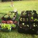 thumbnail image 4 of Rectangular Planting Bag Felt For Vegetables Flowers S, 4 of 5