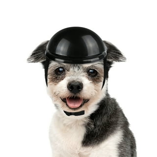 Little dog top motorcycle helmet