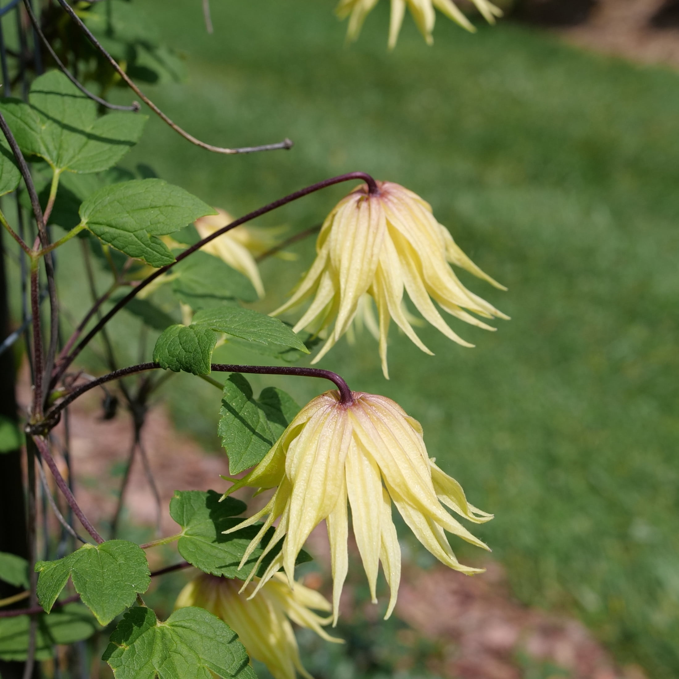 Proven Winners ColorChoice 5" Yellow Funyella Clematis Live Plant in 4.5" Pot (4 Count)