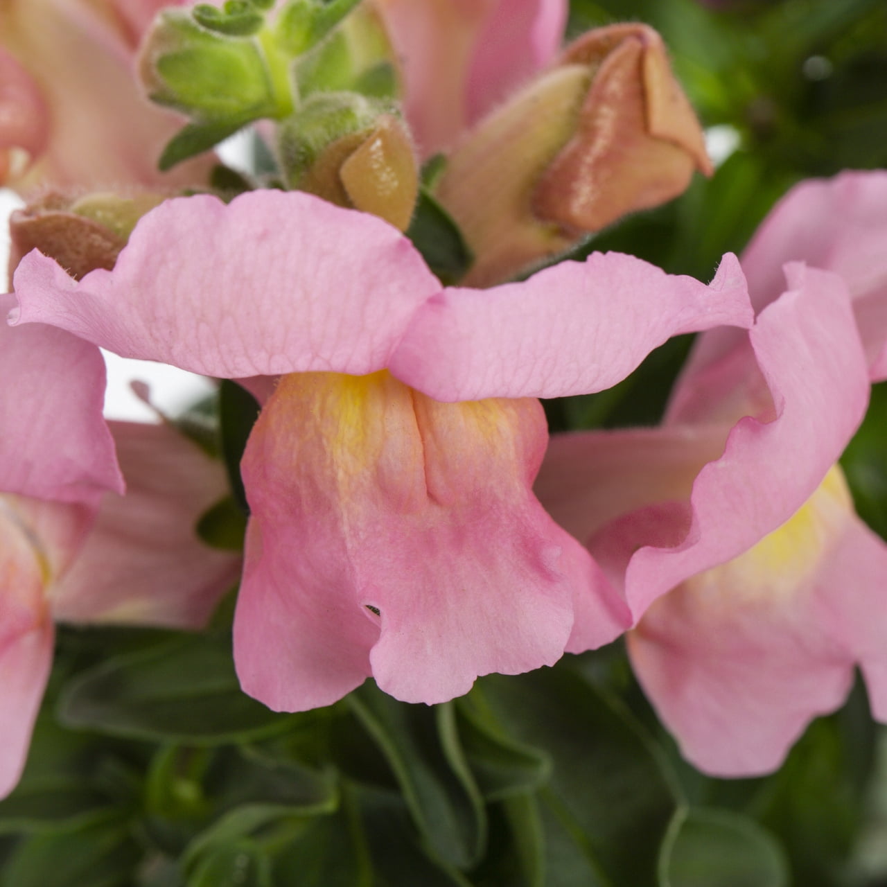 Expert Gardener 1PT Pink Snapdragon Live Annual Plant Sun 6-Pack