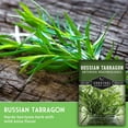 thumbnail image 3 of 3 Packs Russian Tarragon Seeds - Non-GMO Heirloom Full Sun Perennial Herb, 3 of 8