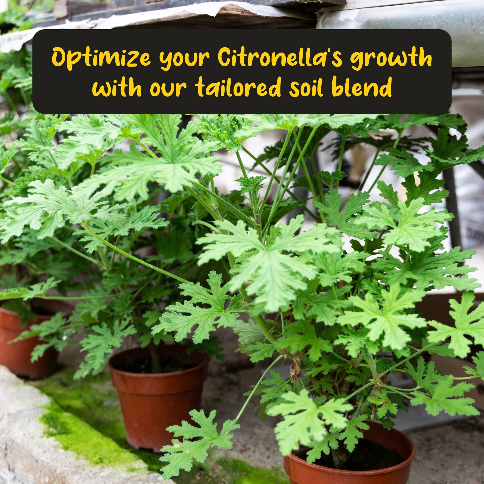Citronella Plant Potting Soil Mix (8 Quarts), for Growing and Repotting Pelargonium Citrosum, Indoor/Outdoor Container Gardening
