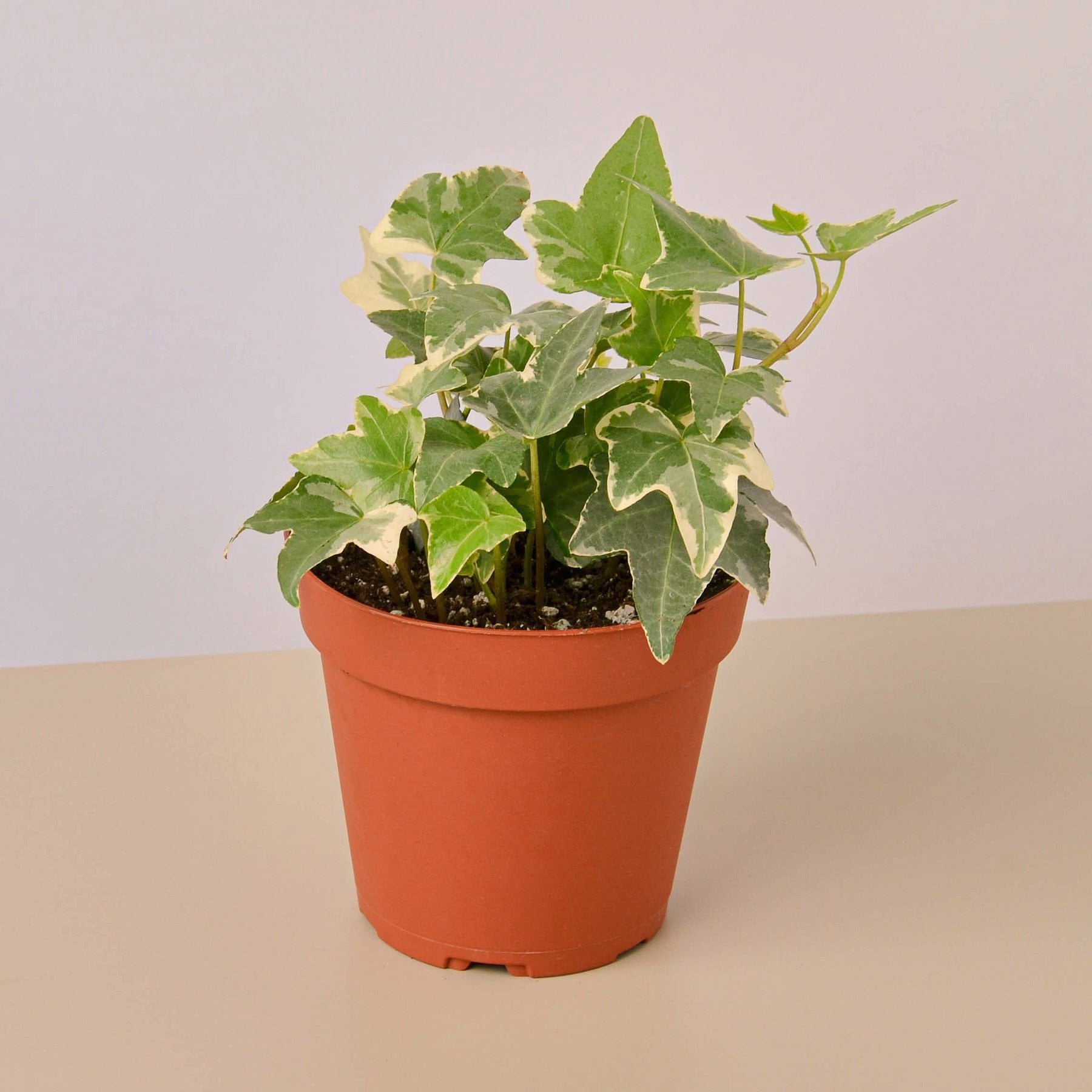 English Ivy �Glacier� 4&quot; Pot