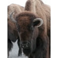 thumbnail image 2 of Peaco, Jim 12x14 White Modern Wood Framed Museum Art Print Titled - Cow Bison on Northeast Entrance Road, Yellowstone National Park, 2 of 4