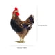 thumbnail image 4 of Adorno de pollo Simulación Decoración de pollo Simulación Adorno de gallina Decoración de gallina, 4 of 8