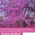 thumbnail image 4 of Eastern Redbud Tree Live Plant, Flowering Ornamental Plants, 8 to10 Inches in Height, Quart Pot For Outdoor Garden, 4 of 6