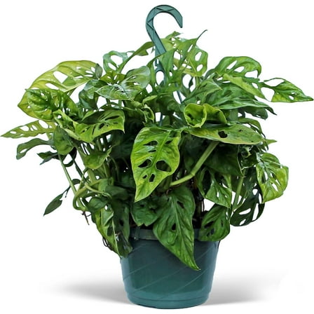 Live Swiss Cheese Monstera Adansonii, Large Trailing Plant, Gardener Gift, Wedding Decor, Housewarming Gift for The First Home, Office Gift, Indoor Plant in 8" Hanging Basket