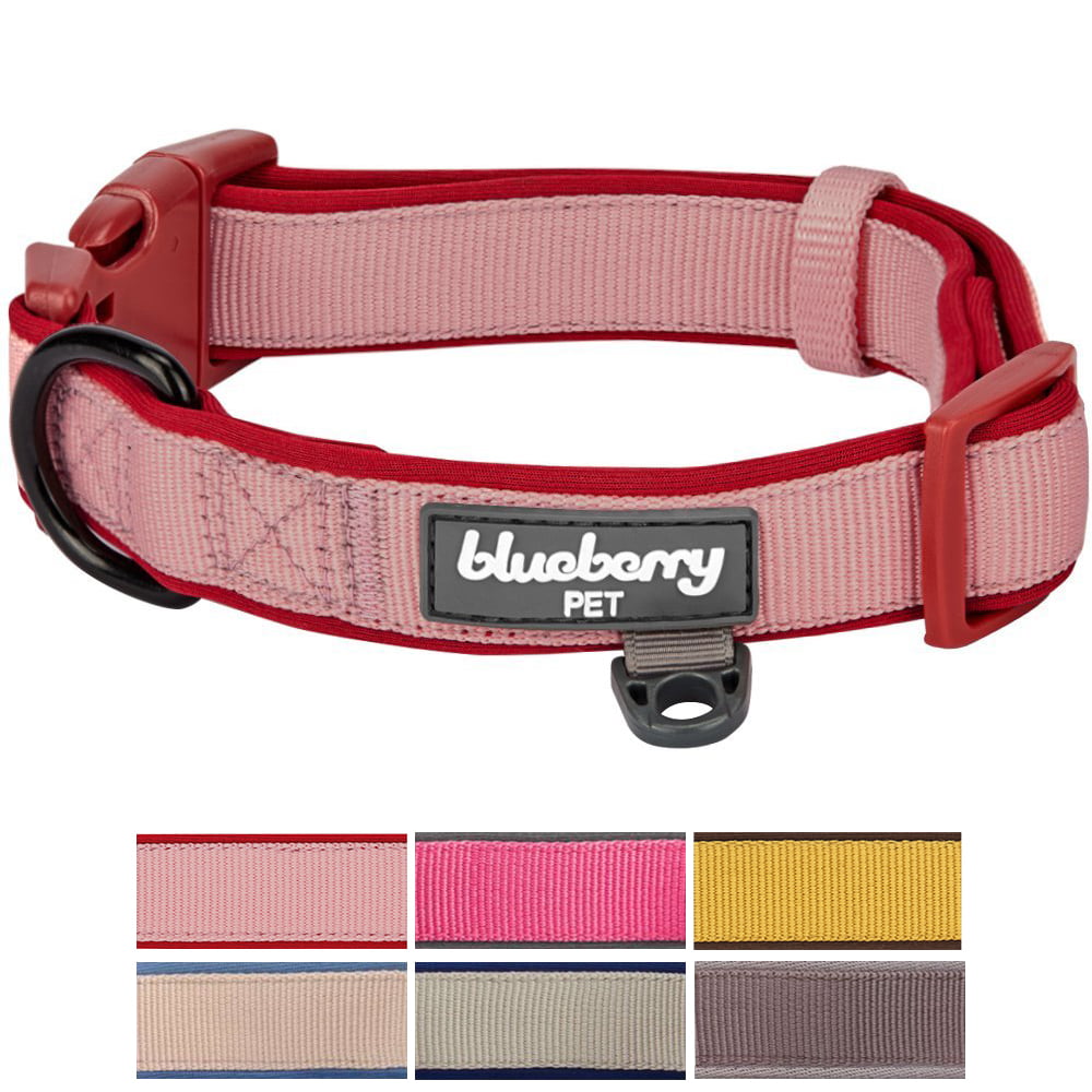 red dog collar and leash