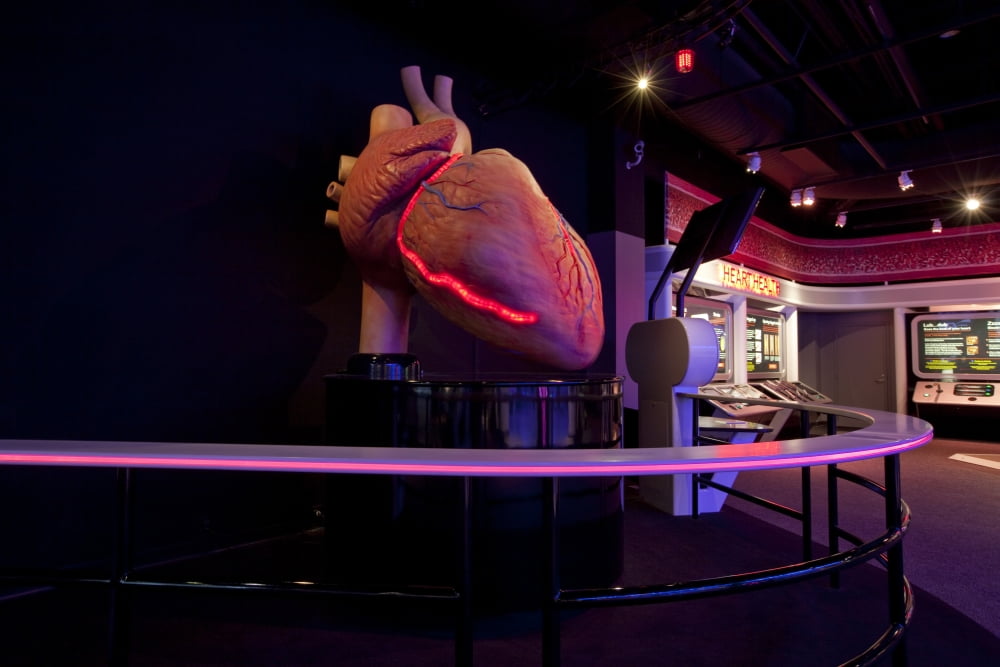 Display showing the human body in detail at My Body Works, an