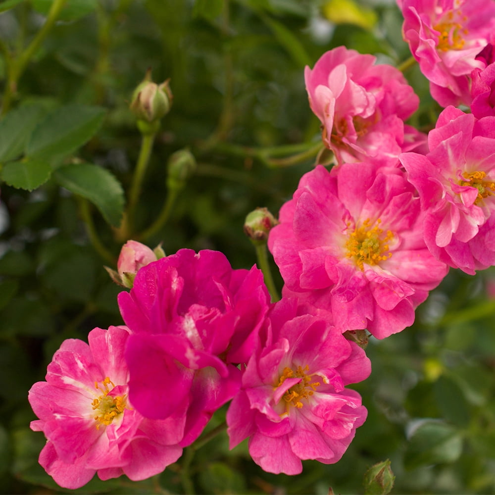 Heirloom Roses Pretty Polly Shrub Rose