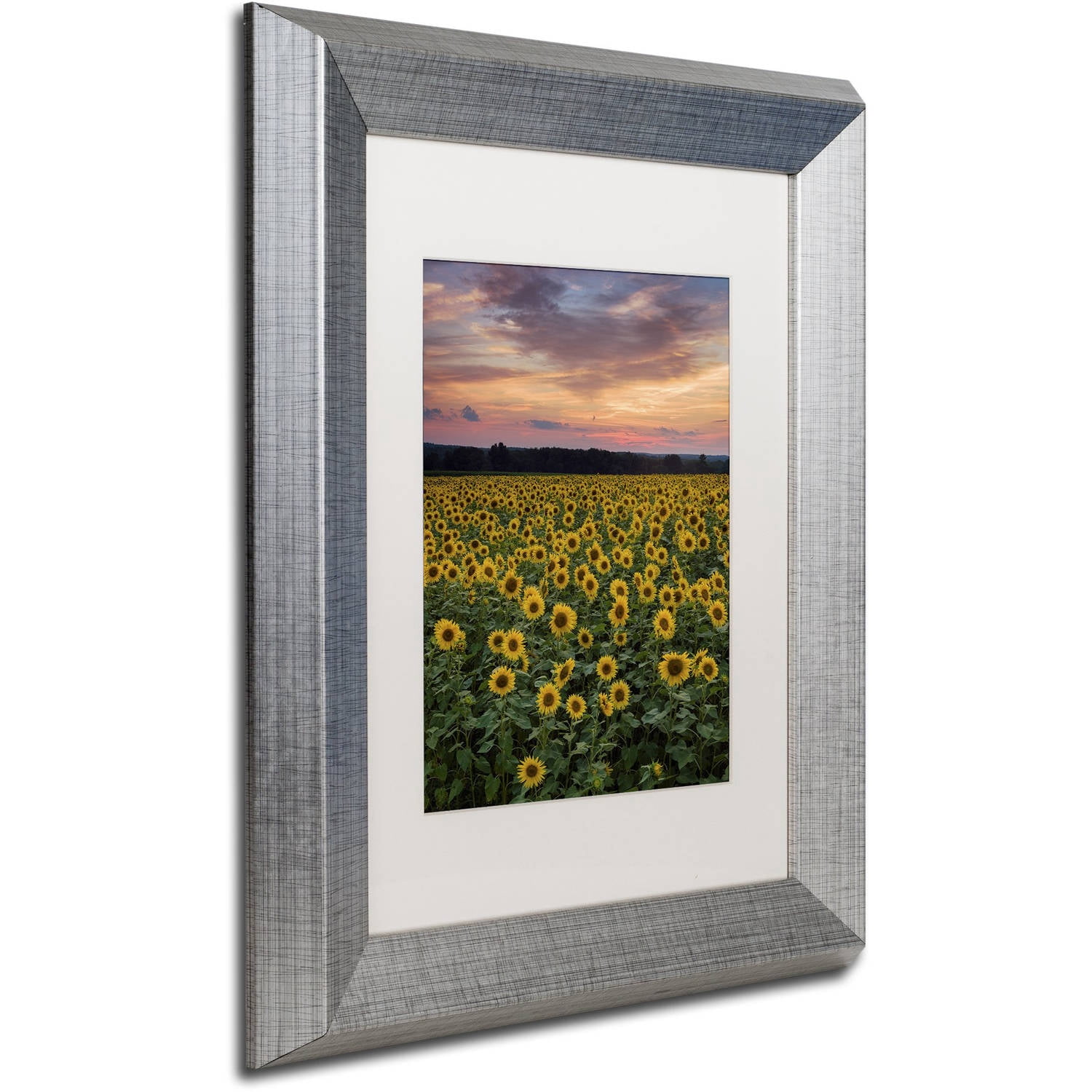 Trademark Fine Art "Sunflowers" Canvas Art by Michael Blanchette Photography White Matte, Silver Frame