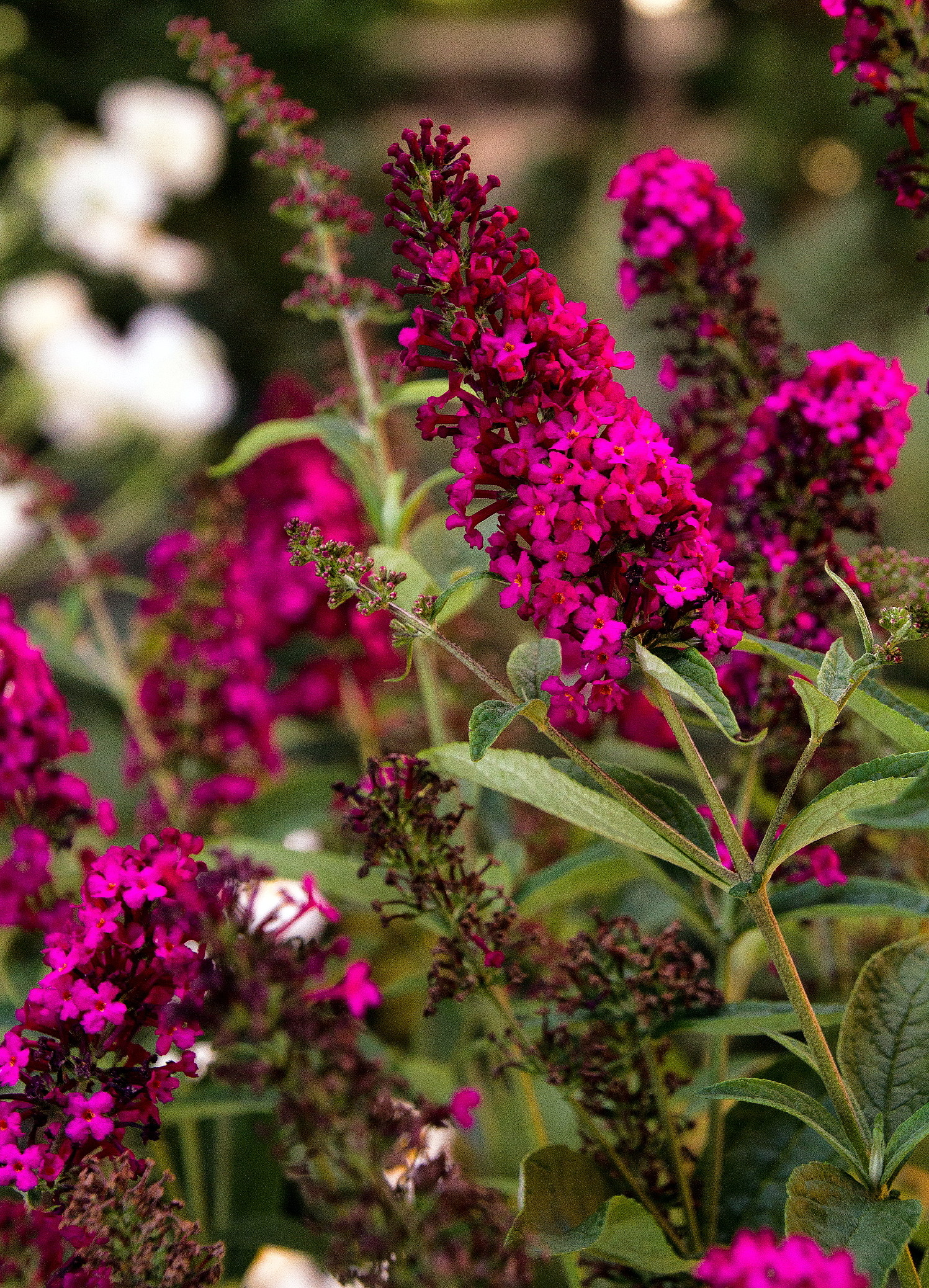 Royal Red Butterfly Bush Perennial Buddleia Gallon Pot